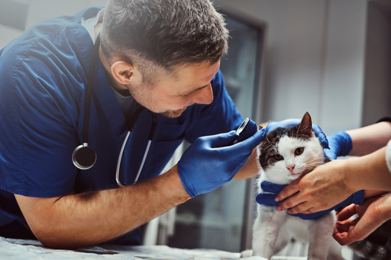 Veterinarian Examining Cat's Ear 